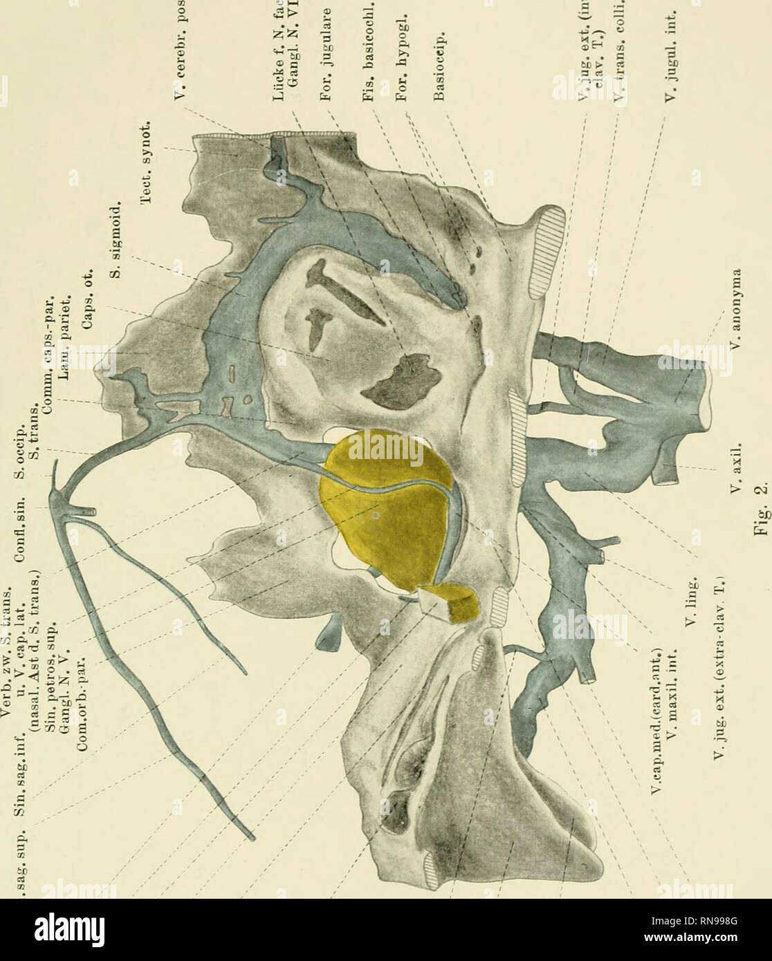Anatomische Hefte Anatom Hefte I Abt 157 Heft 52 Bd H 2