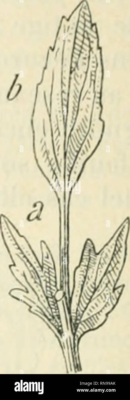 bébé chéri corolle