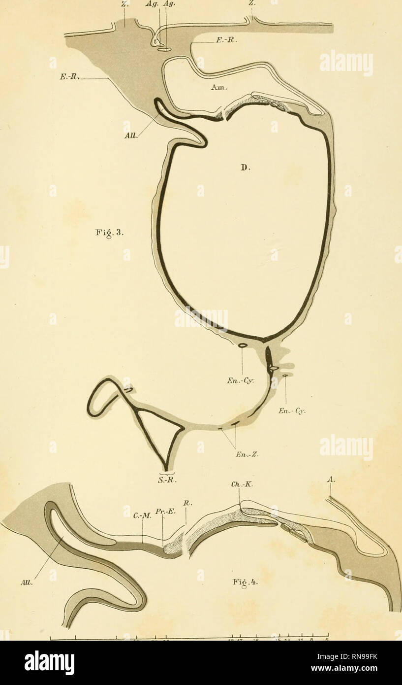Anatomische Hefte Amuum Heftelij Tpiujn J J Iieft L 7 Bd H 3