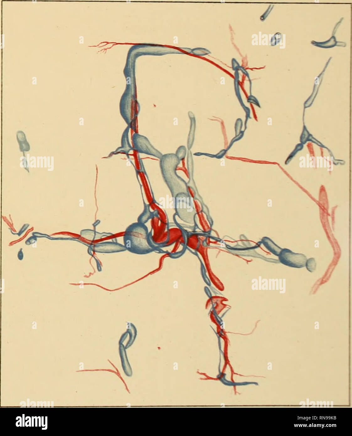 Anatomische Hefte V Rla5viinj F B R9mam Wiesbaden gaard Veber Die Lympfg Ss Loi L Unmniciudmaiv H S Lt Arti Ik R T R Please Note That These Images Are Extracted From Scanned Page Images That May Have