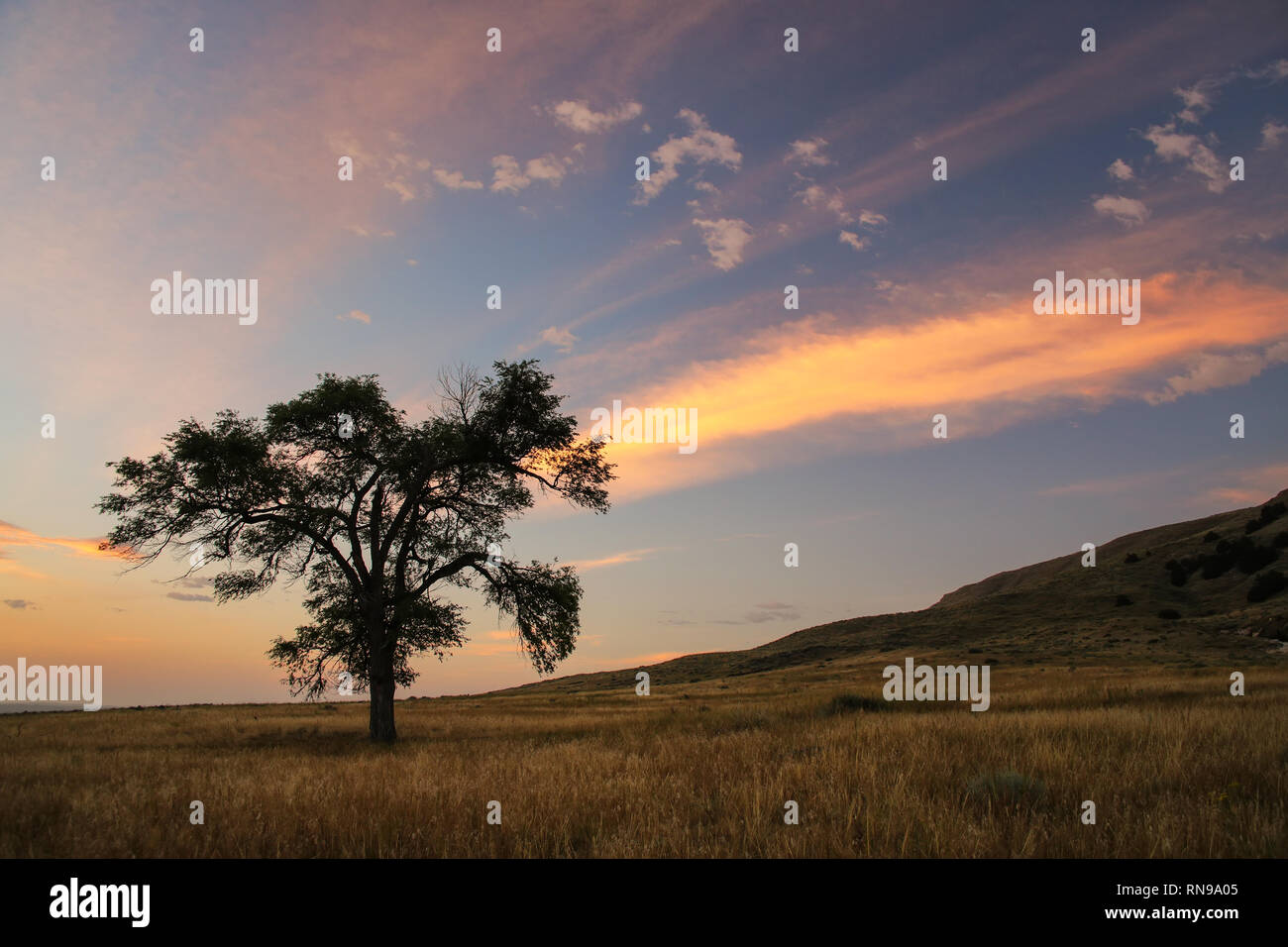 Lone tree at sunrise, North Platte River valley, western Nebraska, USA Stock Photo