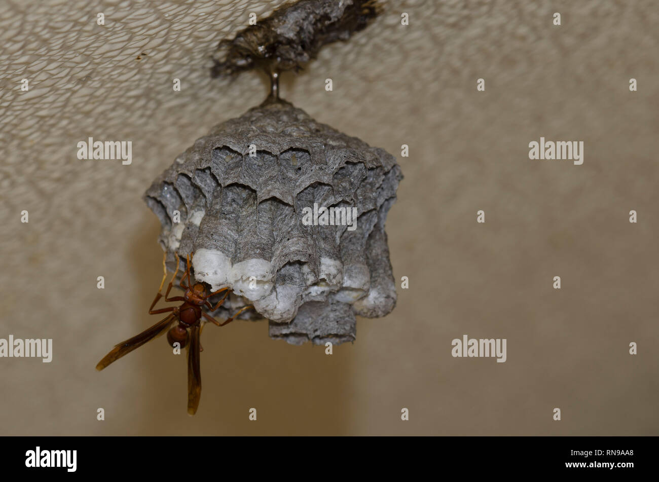 Paper Wasp, Polistes major, on nest Stock Photo