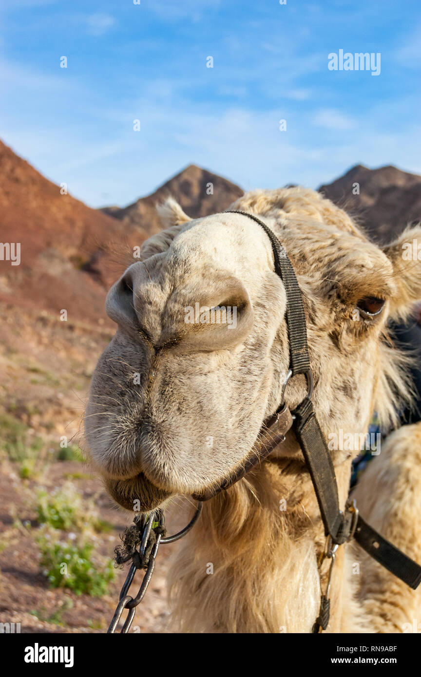 Close-up of a muzzle, head of a camel during the caravan ride trip in Eilat  desert in South Israel Stock Photo - Alamy