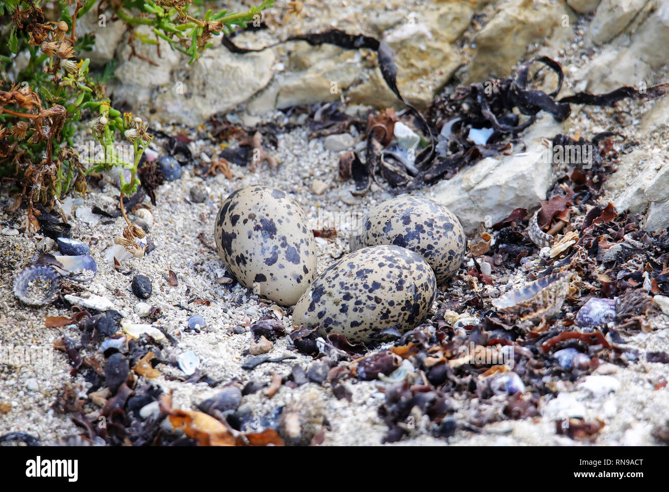 Black oystercatcher nest hires stock photography and images Alamy