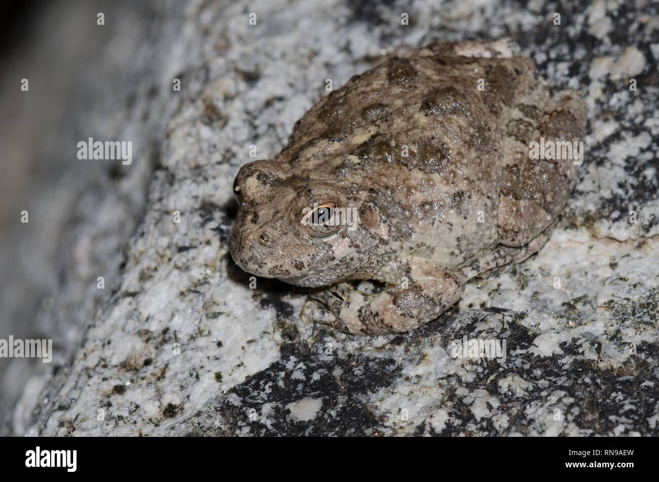 Dryophytes Color Canyon Treefrog, Dryophytes arenicolor Stock Photo - Alamy