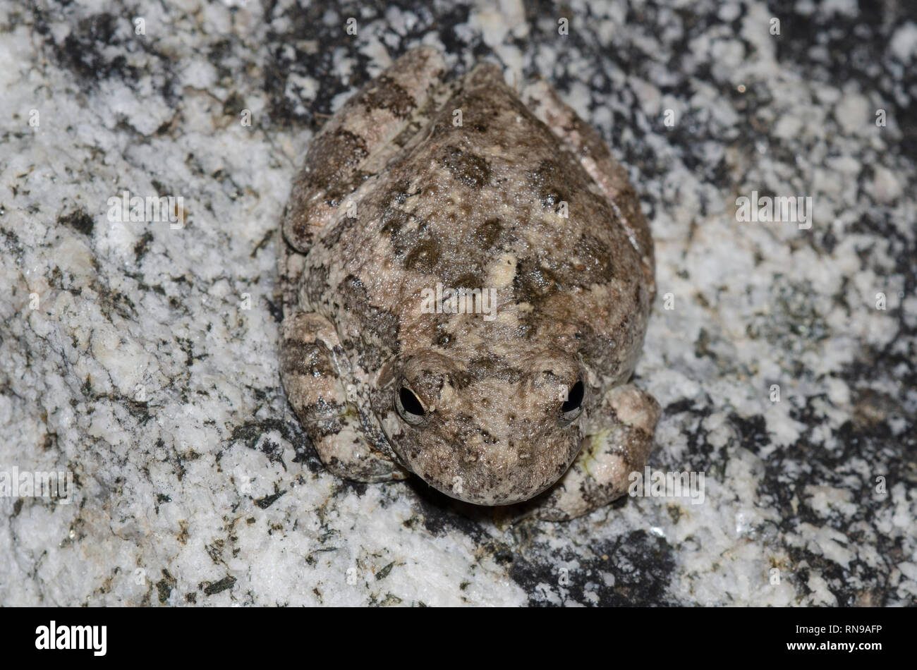 Dryophytes Color Canyon Treefrog, Dryophytes arenicolor Stock Photo - Alamy