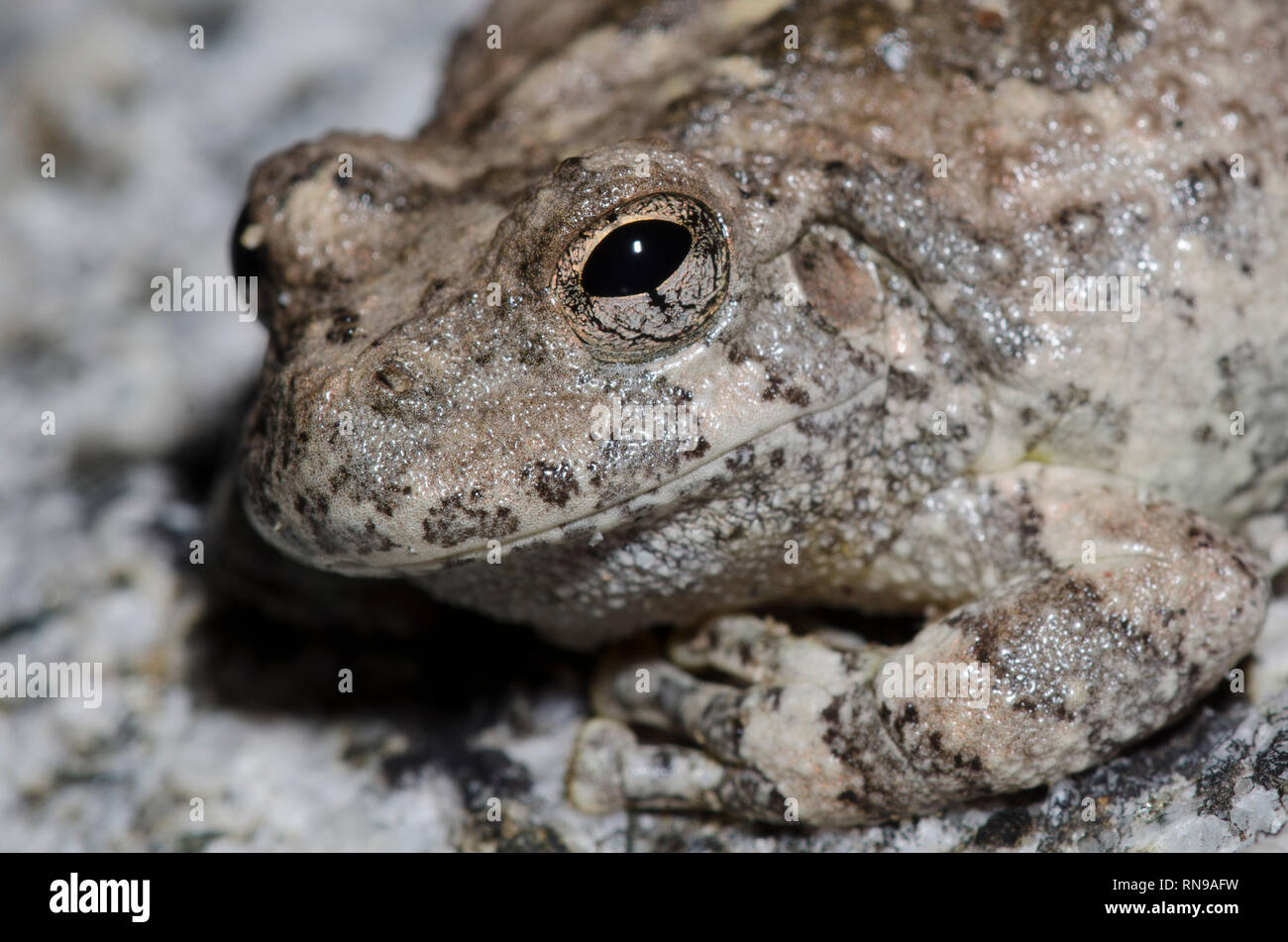Dryophytes Color Canyon Treefrog, Dryophytes arenicolor Stock Photo - Alamy
