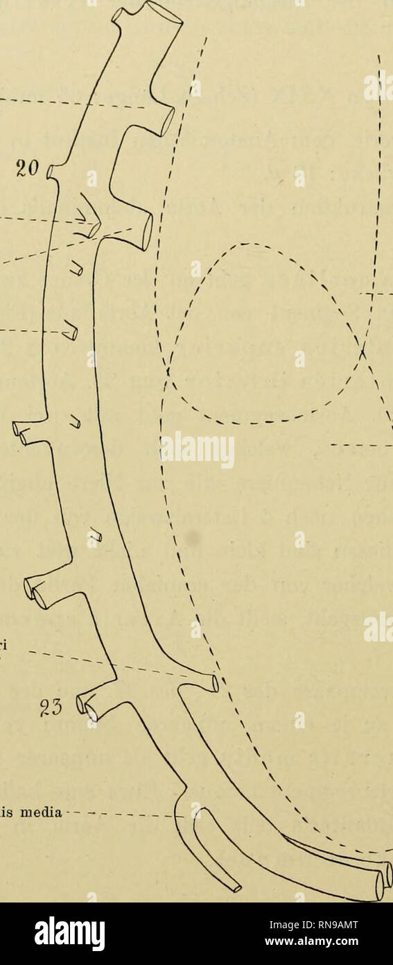 . Anatomische Hefte. 476 IVAR BROMAN, A. coeliaca A. renalis /---=&gt; A. mesenterica superior A. spermatica interna V   A. mesenteri inferior A. sacralis. Nebenniere v - -Niere         I 1  I 1 Arteriae iliacae coinmunes Fig. 28. Halbschematische Sagittalrekonstruktion der Bauchaorta eines 65 mm langen menschlichen Embryos. — Von rechts gesehen. — Vergrösserung 30 fach. Die Dorsalzweigpaare des 21., des 22. und des 23. Aortensegmentes sind zu je einem kurzen unpaaren Stamm verschmolzen.. Please note that these images are extracted from scanned page images that may have been digital Stock Photo