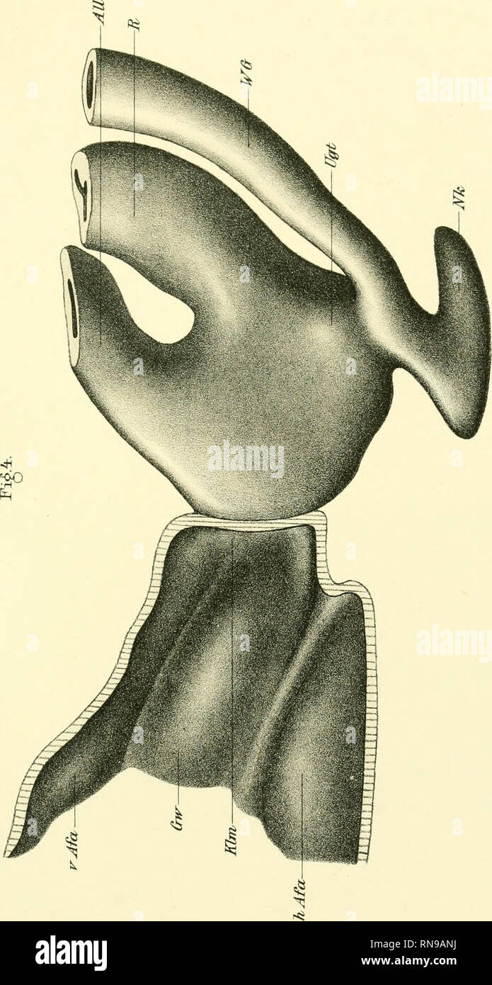 Anatomische Hefte Inatom Heftembtevhmff 125 Heft Im Ff 3