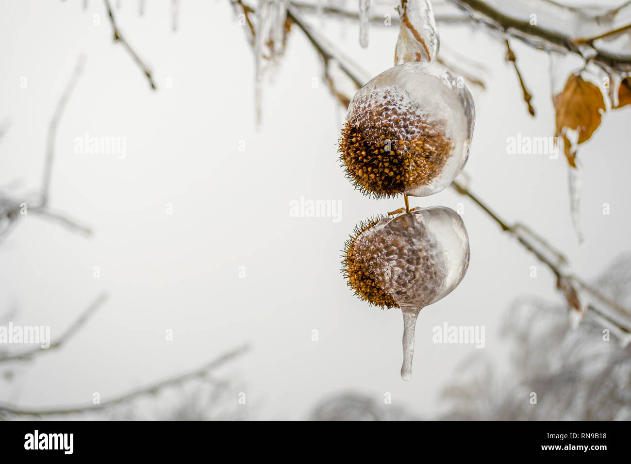 Two frozen chestnut shells in Winter, hanging from a tree branch, covered  in large icicle caps. Winter scene after days with rain followed by freezing  Stock Photo - Alamy