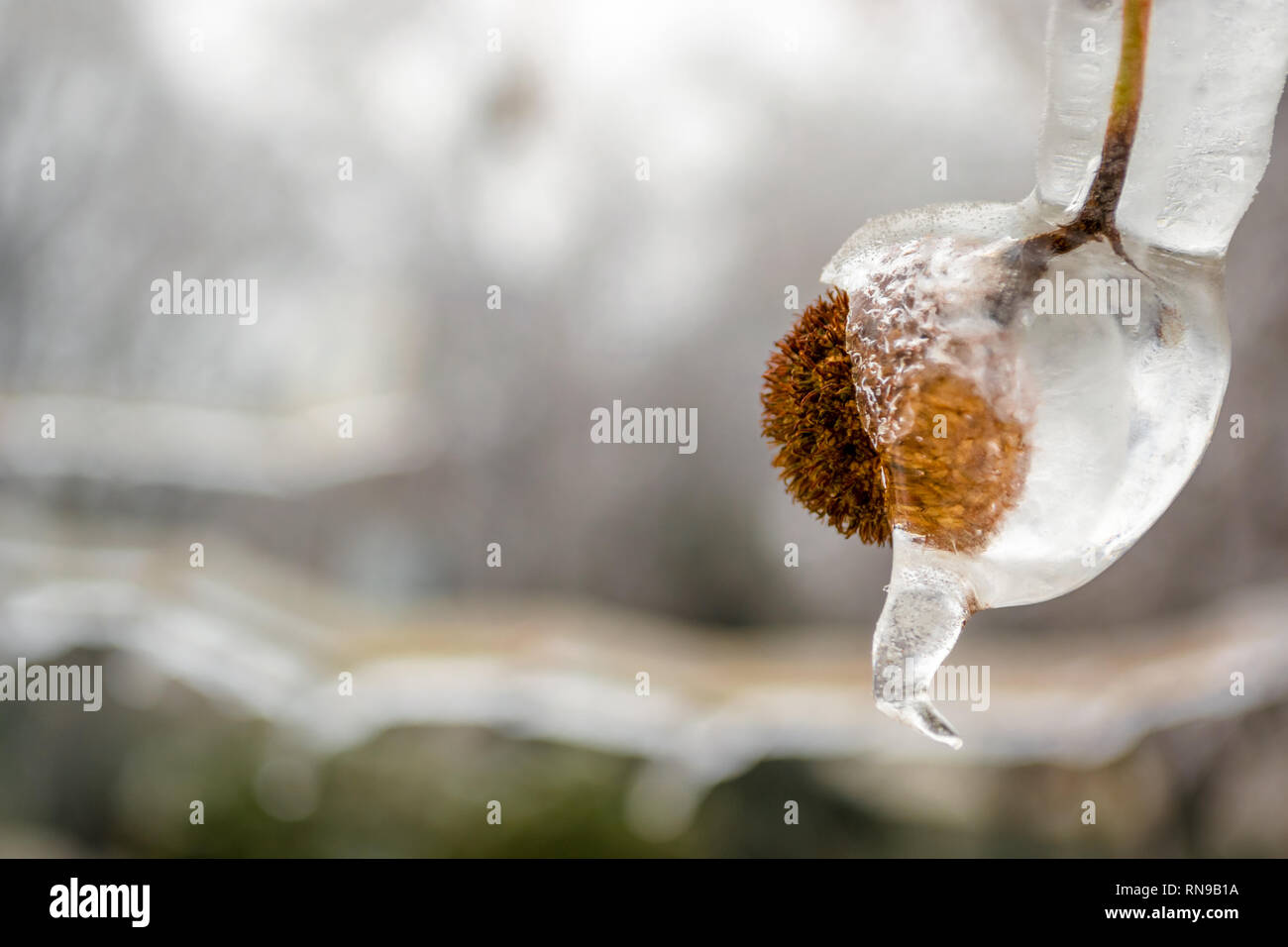 Closeup chestnut shell half engulfed in clear ice, hanging from a tree branch in a park in Bucharest, Romania, during Winter, after a frozen rain whea Stock Photo