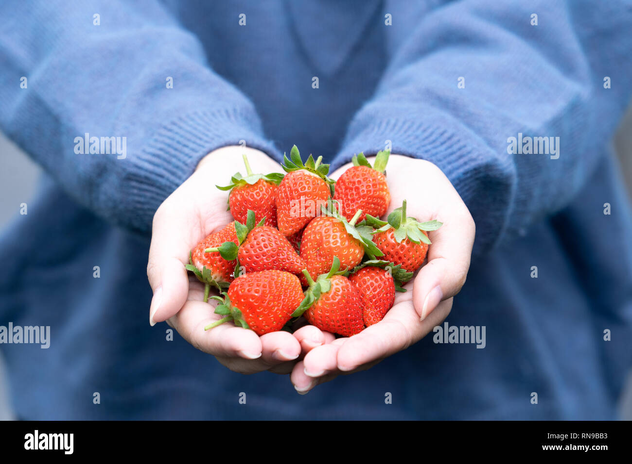 A young woman in blue sweater is picking up and holding fresh seasonal ...