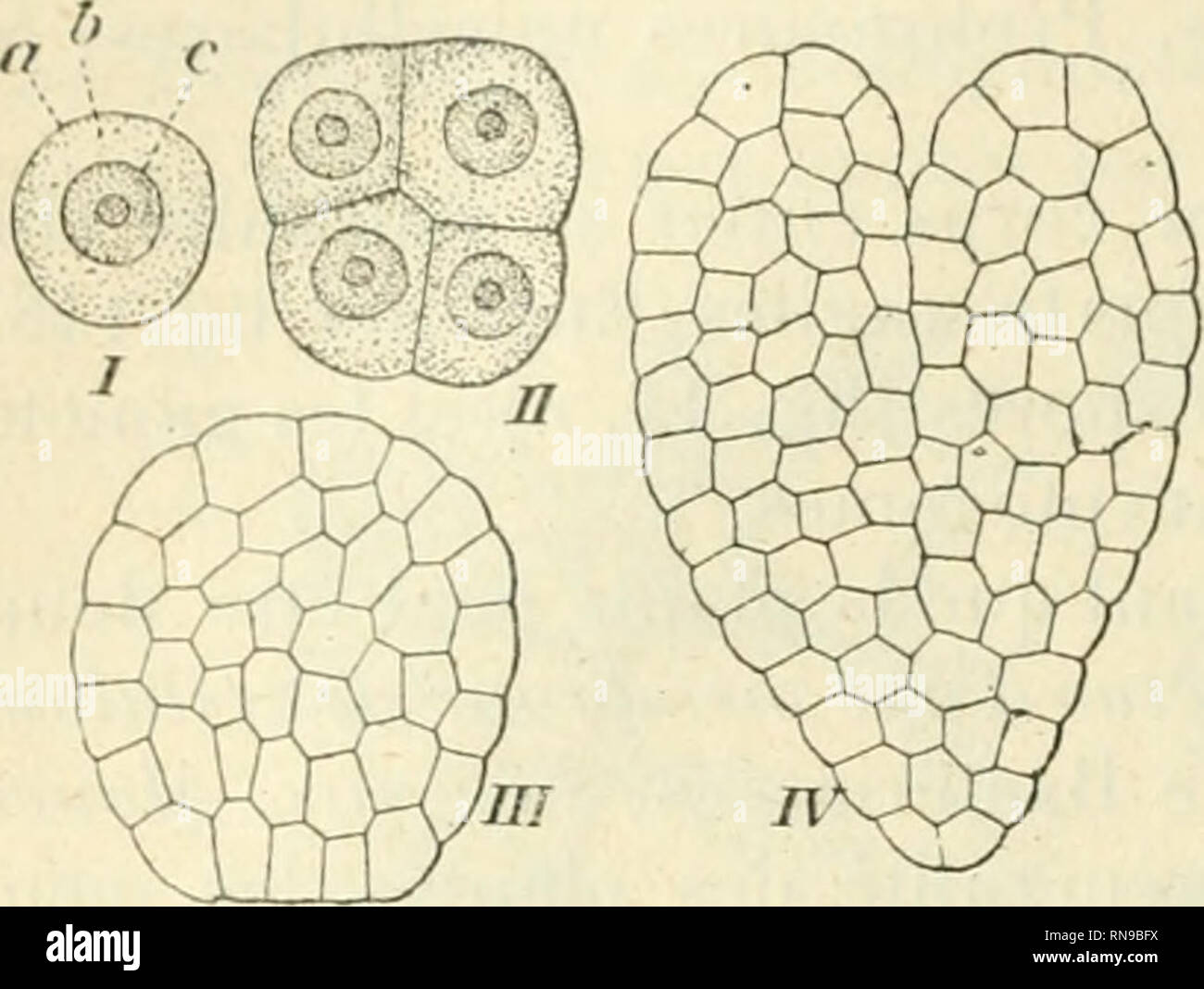 . Anatomie et physiologie végétales à l'usage des étudiants en sciences naturelles des universités, des élèves à l'Institut agronomique, des écoles d'agriculture, etc. Plant anatomy; Plant physiology. l'HOl'ItlKTKS |)i; I.A SlMSTANCr. VIVANTF, nisc siicc('ssiciiiciil en cmhixdii ll-l , [iiiis en |(laiilc com- |»IM&lt;', yràcc il une nniltiplical ion &lt; clhihiirc i'r|)(''l(''&lt;', siiii(' di^ iUffiTvncHiùou pro^rcssiM' des ccIIuIl's issues de lu mullipli- rt'S phases de grande aciivité oi'&lt;iaiiisali-ice soiil épuisées, loi ou lurd la piaule dépéi'it. par suite v la pr(''|)&lt;)U- dér Stock Photo