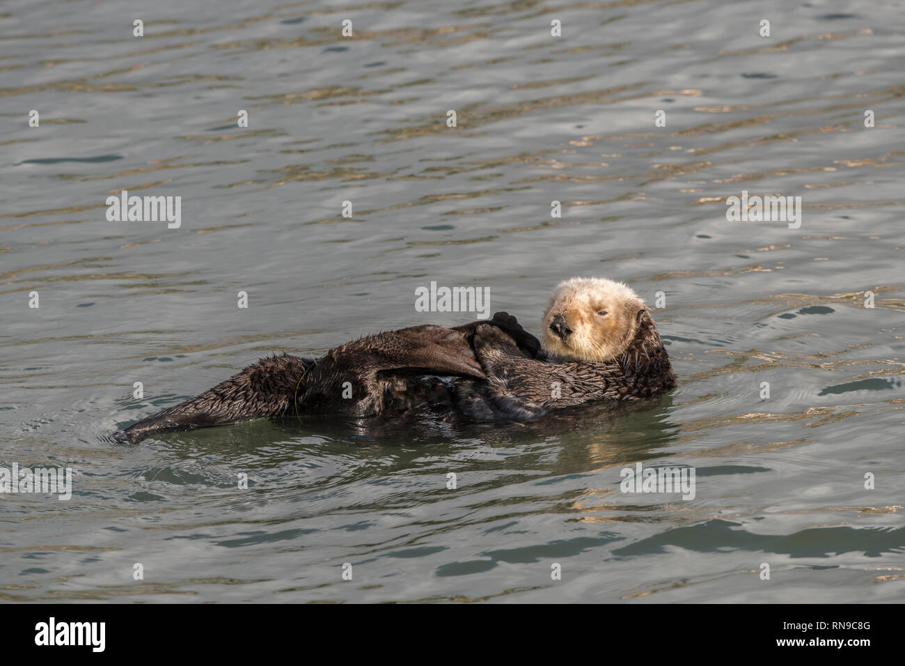 California sea otter Stock Photo