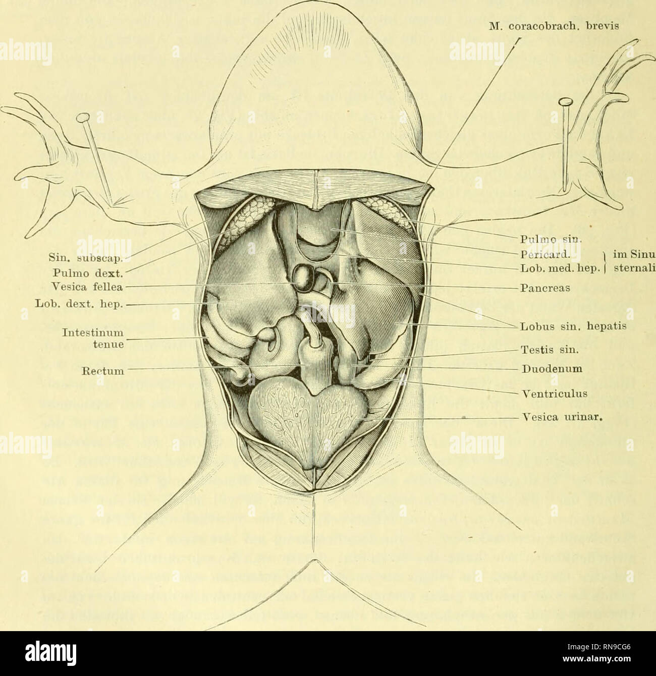 . Anatomie des Frosches. Frogs; Amphibians. 78 Oesophagus. Peritoneums auf der Pars vertebralis des M. transversus im Bogen caudalwärts und läuft an dem Seitenrand des Septum. trianguläre aus (Fig. 26). Mit anderen Worten: seitlich von dem Oesophagus schieben sich zwei hornartige Fortsätze des Sinus perioesopliageus auf die Ventralfläche des M. transversus cranialwärts vor. Die Befestigung der 3Iembrana perioesophagea am Magen ist eine ring- förmige. In den caudalen Umfang des Sinus perioesopliageus treten die vorderen Aeste der A. gastrica dorsalis ein, neben der die T&quot;. gastrica anterio Stock Photo