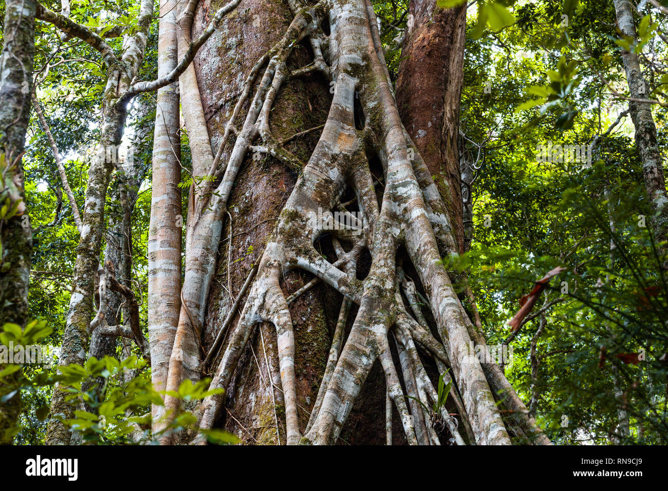 Tropical Rainforest Strangler Fig