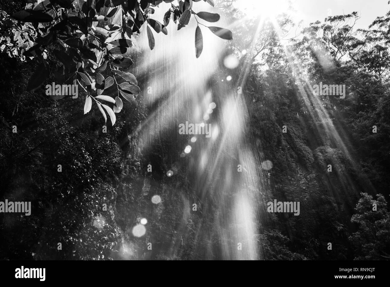 Sunshine with lens flare shining through waterfall in the jungle. Black and white image Stock Photo