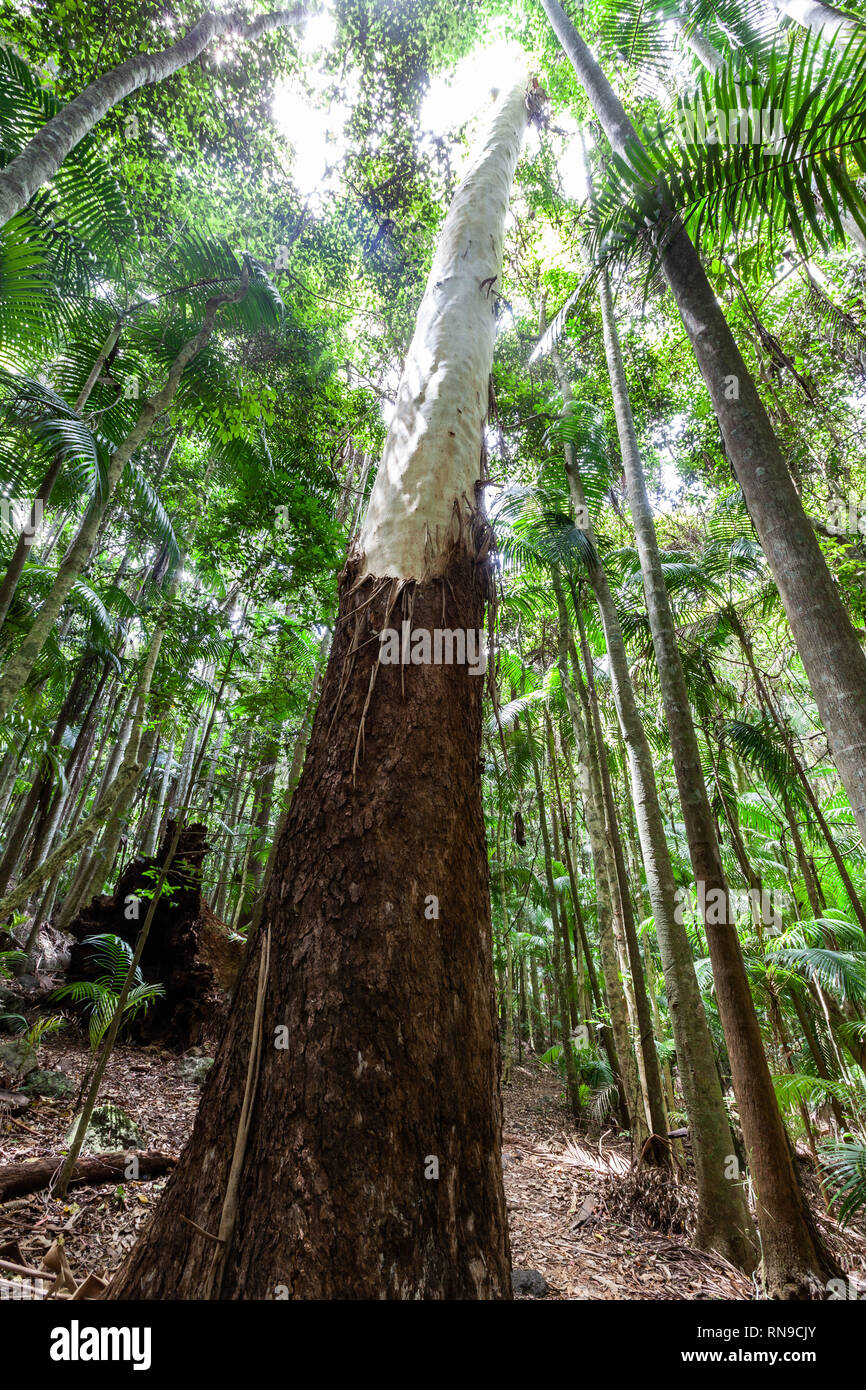 Gum tree sheds bark in a rainforest Stock Photo Alamy