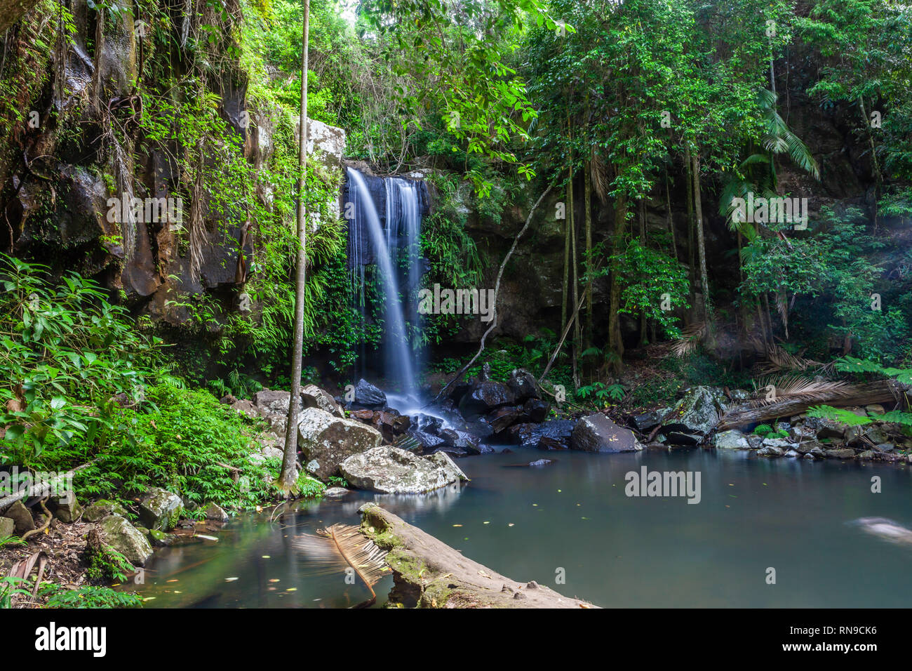 Scenic Curtis Falls in Tamborine National Park, Queensland, Australia