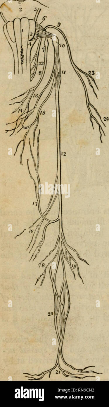 . An analytical compendium of the various branches of medical science, for the use and examination of students. Anatomy; Physiology; Surgery; Obstetrics; Medicine; Materia Medica. 128 PHYSIOLOGY. Fig. 38.* ganization, and central connexions, that stimulation of any part of the mucous membrane in which it ramifies, excites instantly to contraction all the faucial muscles supplied by the vagus and the facial nerves, and the permanent irrita- tion of its peripheral ramifications, as in cases of sore throat, will affect other muscles supplied by the facial nerves also. It is, therefore, an excitor Stock Photo