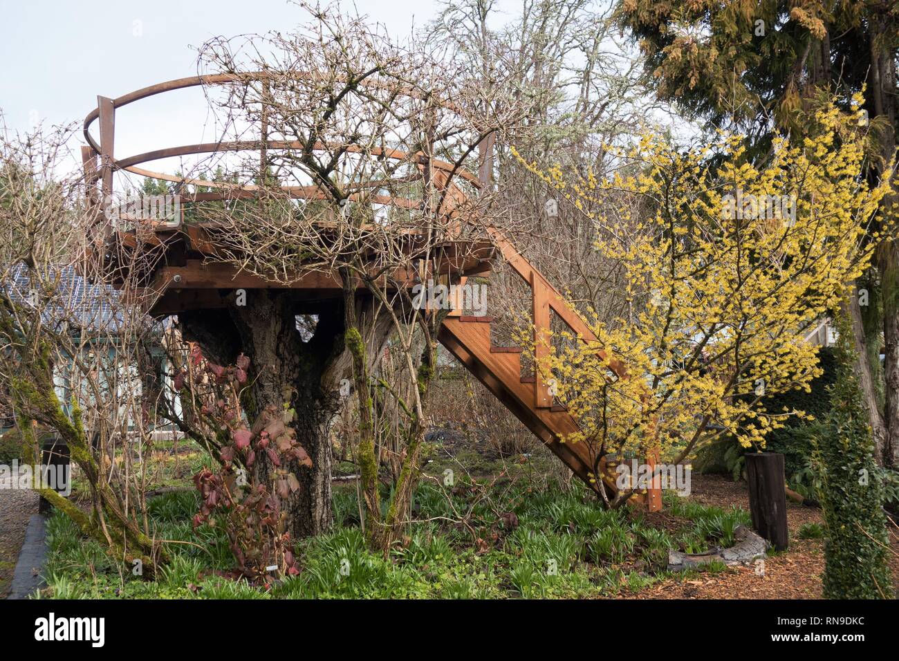 An elevated deck made on a tree stump in a garden in Eugene, Oregon
