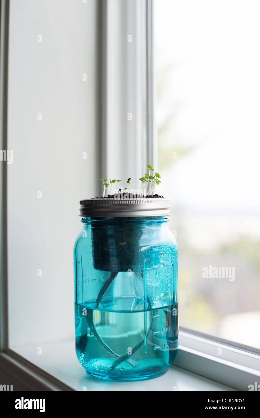Basil seeds sprouting from a jar garden in a window Stock Photo Alamy