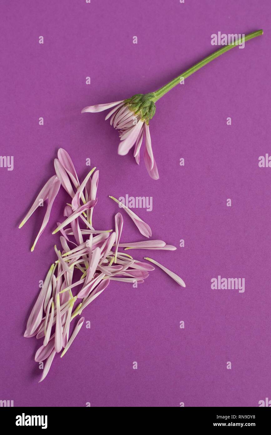Flower losing petals hires stock photography and images Alamy