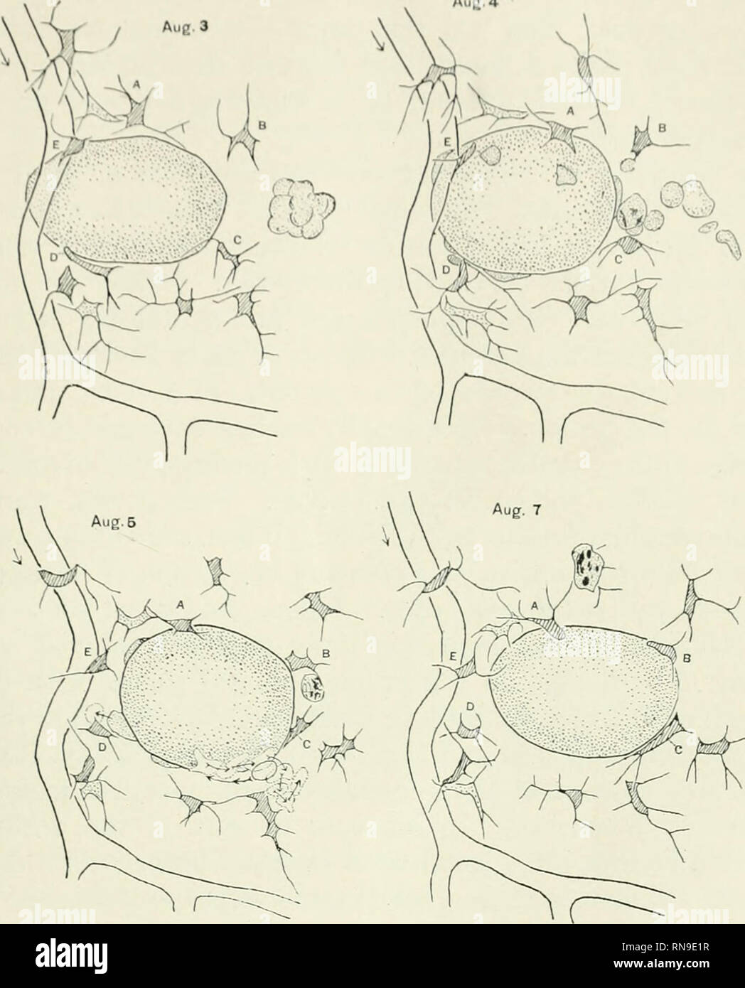 . The anatomical record. Anatomy; Anatomy. MESENCllVMK CKLLS IX TAI)-1'()LK S TAIL 11 Aug. 4. Fig. 2 From larva of Rana catesbiana, 10.5 mm. long. Two globules of paraffin oil injected into the ventral, and a small globule into the dorsal fin; all three remained. ]Iuch leucocytosis around each. The first drawing (Aug. 3) was made immediatel}- after the injection. Small mass of cellular debris is shown, in the path of the injection. Mesenchyme nearest the globule lettered as in fig. 1. In drawings Aug. 4, 5, and 7, some of the leucocytes about the globule are shown. In drawing of Aug. 5 are sh Stock Photo