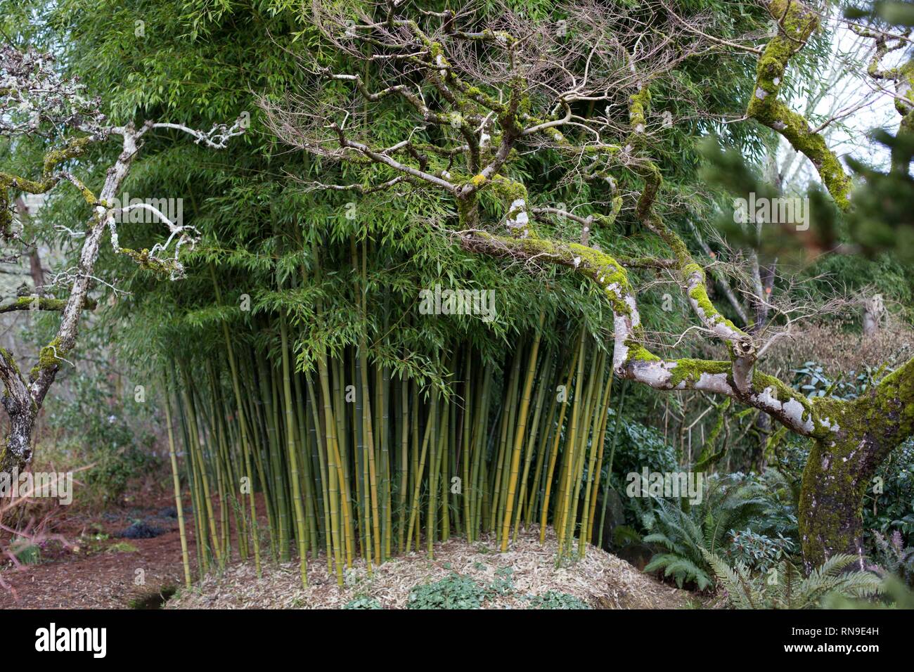 Tall bamboo plants in a garden in Eugene, Oregon, USA. Stock Photo