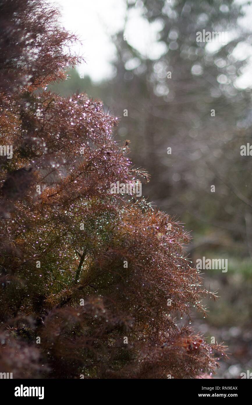 Tiny drops of rain glisten on a shrub. Stock Photo