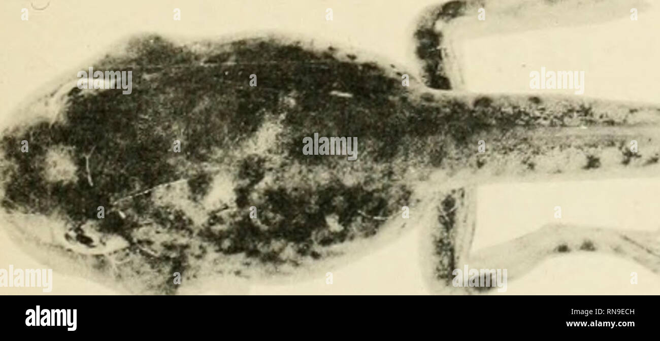 Wistar rat hi-res stock photography and images - Alamy