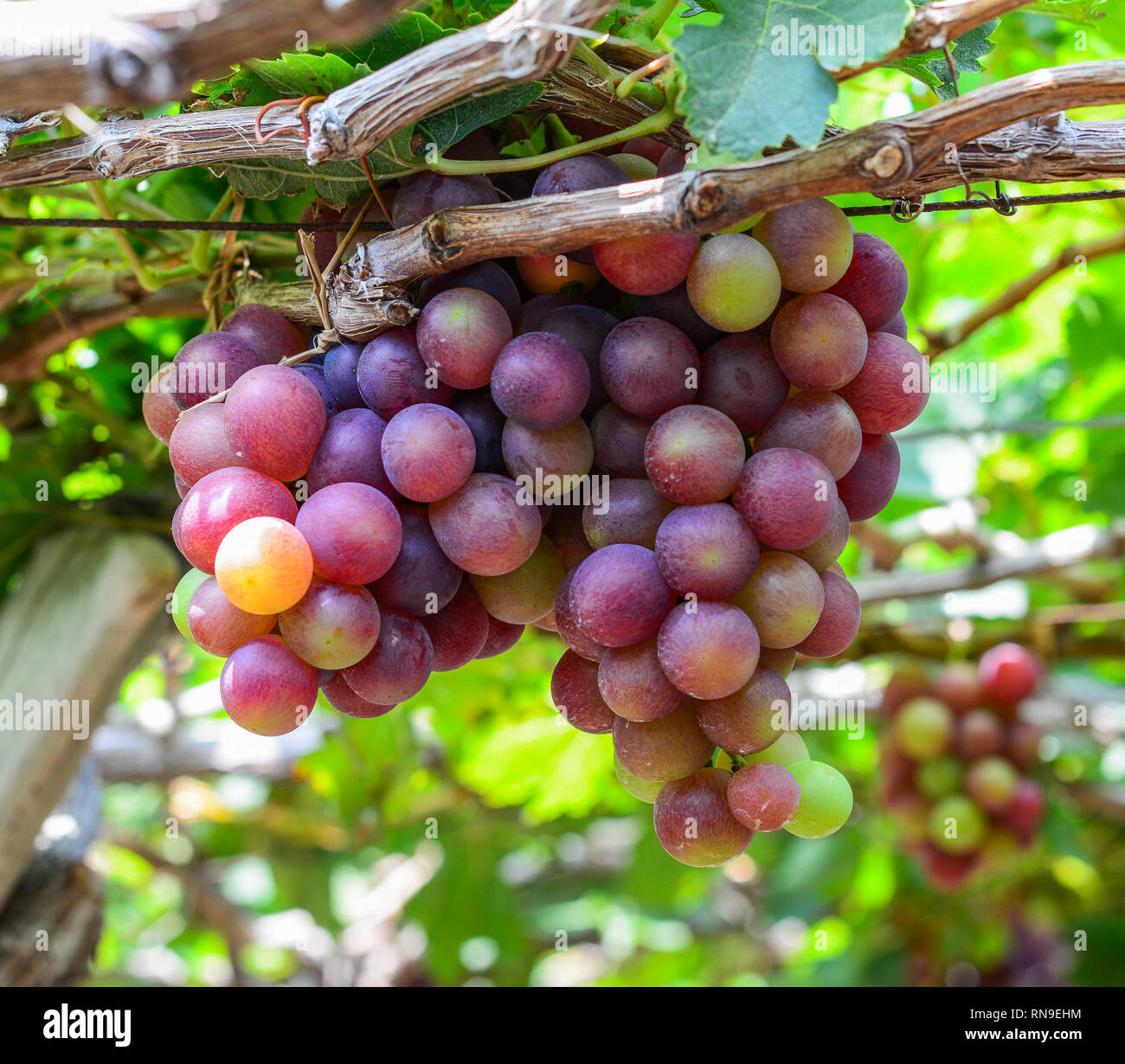 Grapes on the vine at summer day in Phan Rang, Vietnam Stock Photo Alamy