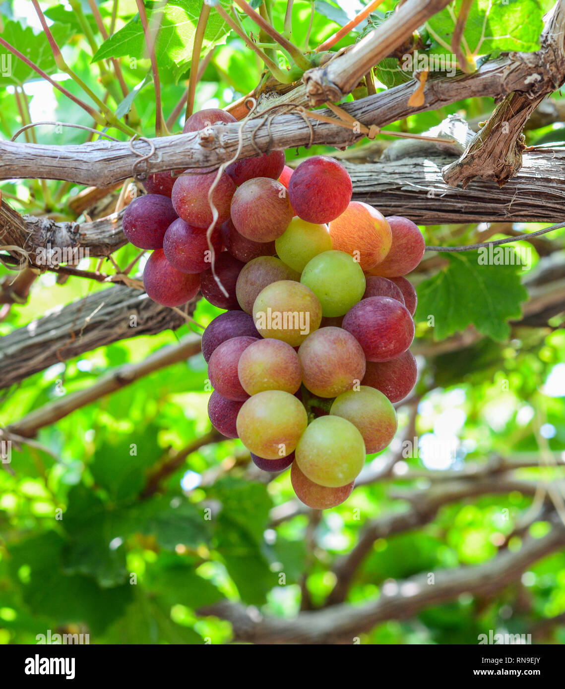 Grapes on the vine at summer day in Phan Rang, Vietnam Stock Photo Alamy