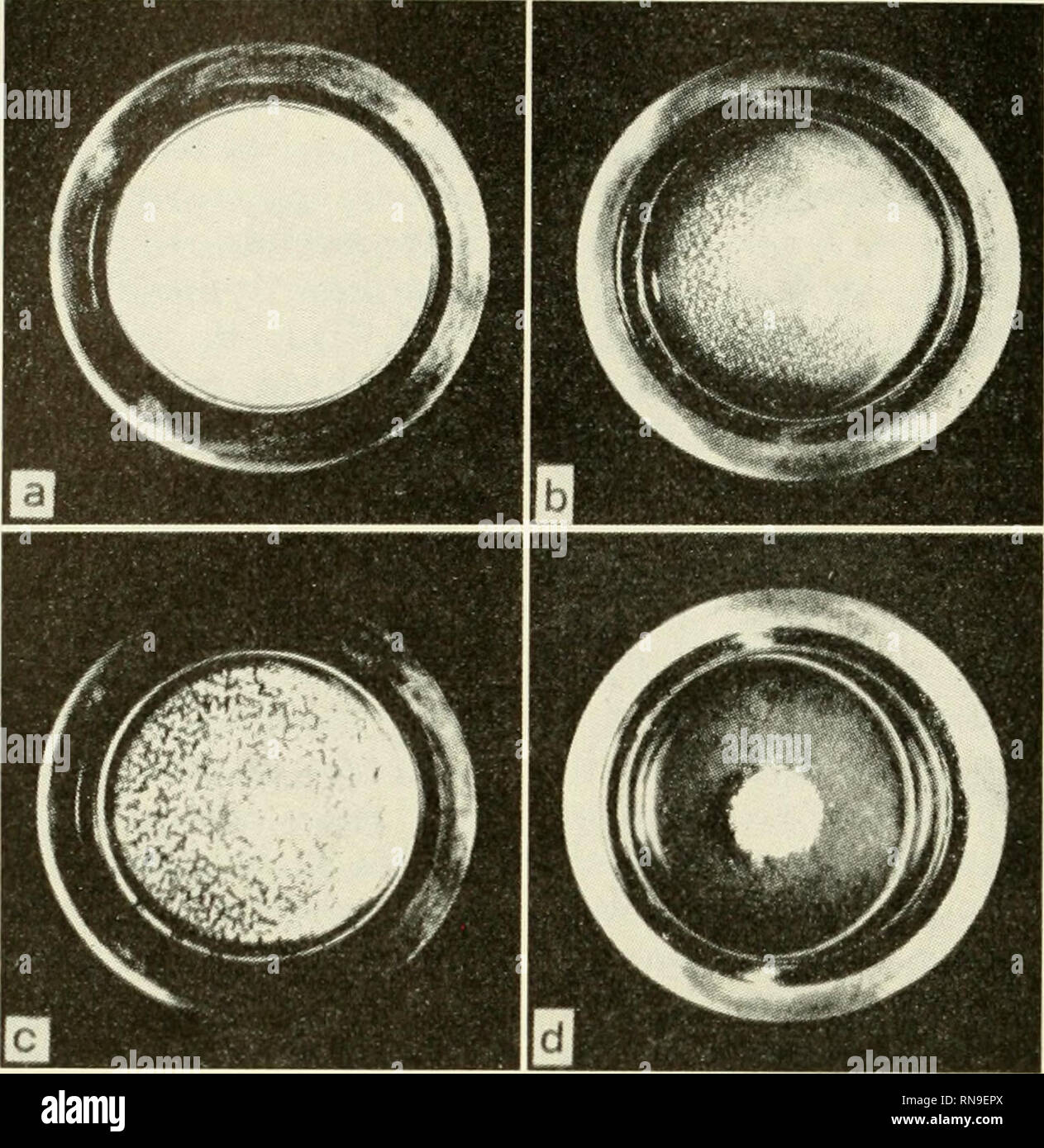 . Analysis of development. Embryology; Embryology. 186 Embryogenesis: Preparatory Phases. Fig. 56. Macroscopic appearance of agglutination reaction in the keyhole limpet Megathura crenulata. Photographed in Syracuse dishes, X Vi- a. Untreated sperm suspension (ca. 2 per cent); b, c, and d, 15 sec- onds, 30 seconds and 10 minutes, respectively, after addition of solution of fertilizin. (After Tyler, '40a.) f^y li v^. Please note that these images are extracted from scanned page images that may have been digitally enhanced for readability - coloration and appearance of these illustrations may n Stock Photo