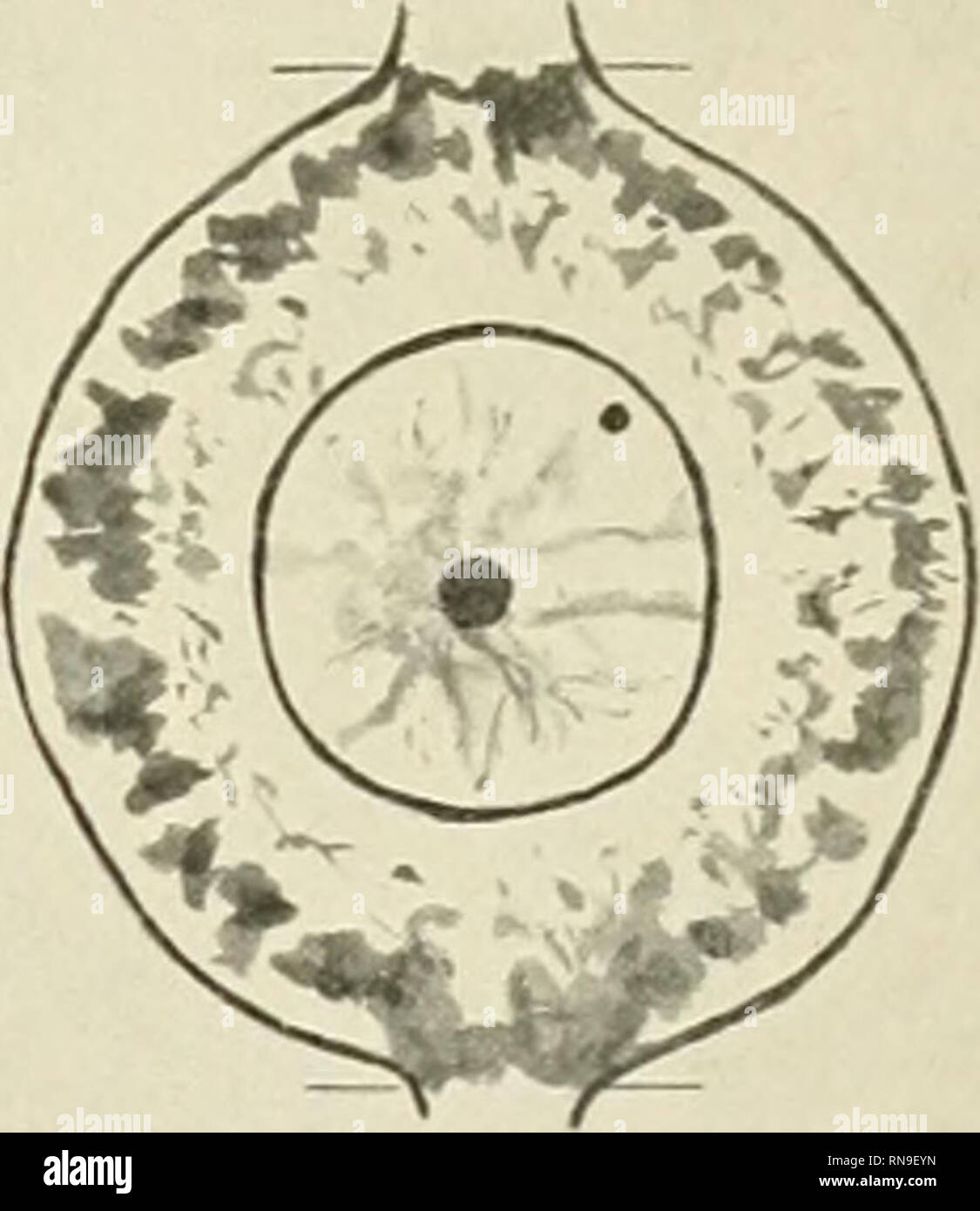 . Anatomical and physiological studies on the growth of the inner ear ...