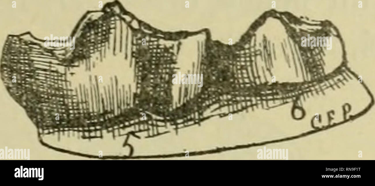 . Anales del Museo Nacional de Buenos Aires. Natural history; Natural history. ' Fig. 270. Amphiajon paranemis Amgh. Les molaires inférieures 5 et 6 du cote gauche: a, vues d'en haut; e, vues par le cóté externe, de grandeur naturelle. Oligocéne supérieur de Paraná (mésopotaméen). rique du Sud par le méme pont que les autres groupes ci-dessus mentionnés, mais naturellement á une époque géologique anté- rieure au pampien, de maniere que, si Lycaon et Dínocynops sont des genres réellement distincts, ils peuveut étre les descendants d'un genre ancestral commun. Dans les conches plus anciennes de  Stock Photo