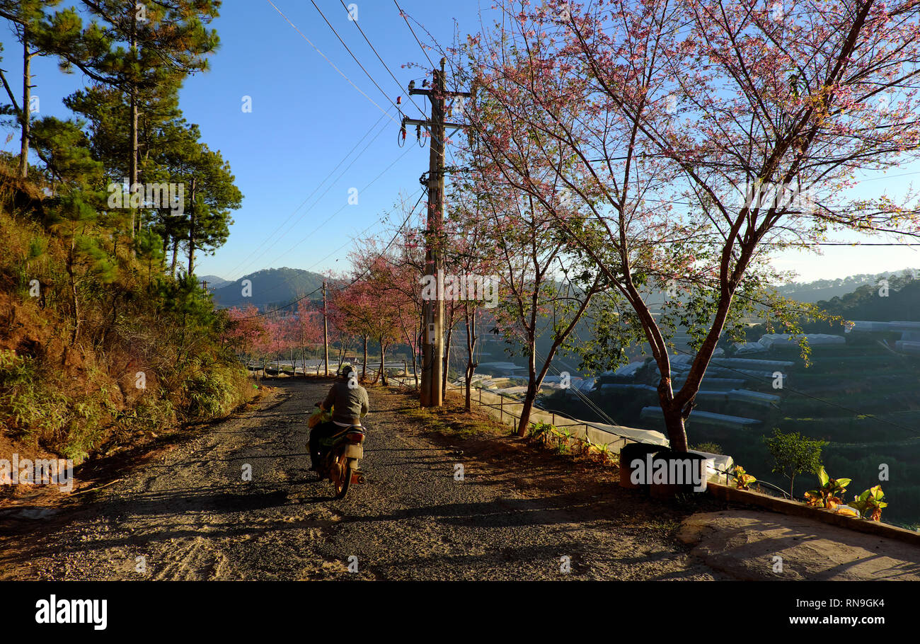 springtime nice cherry blossom tree with pink flower bloom on bent