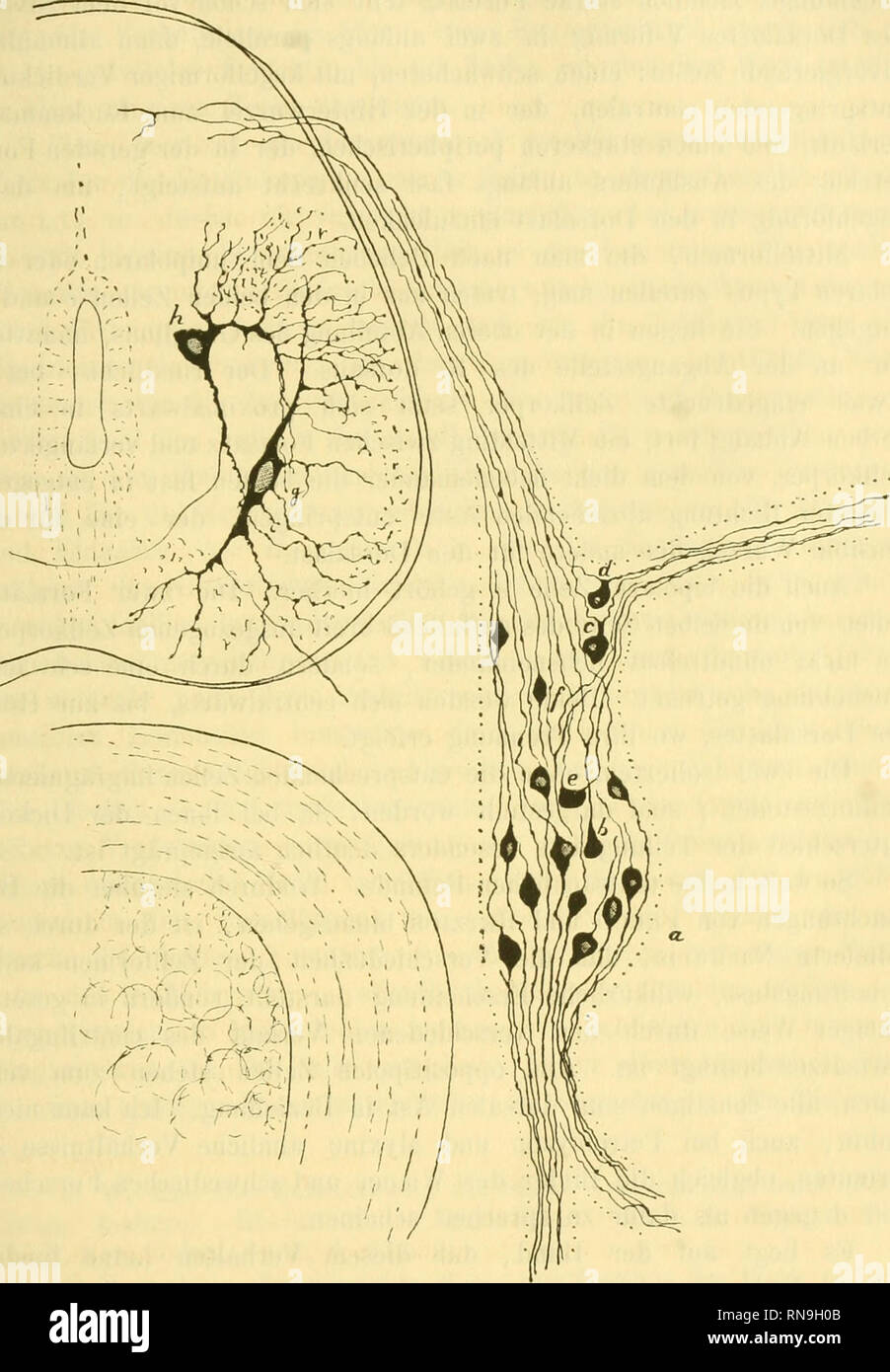 Anatomischer Anzeiger Anatomy Comparative Anatomy Comparative 523 Fig 1 Spinalganglion Und Ruckenmark Des Pristiurusembryo Aus Mehreren Praparaten Zusammengestellt Zellen Im Spiualganglion A Typische Oppositipol Bipolare Formen B
