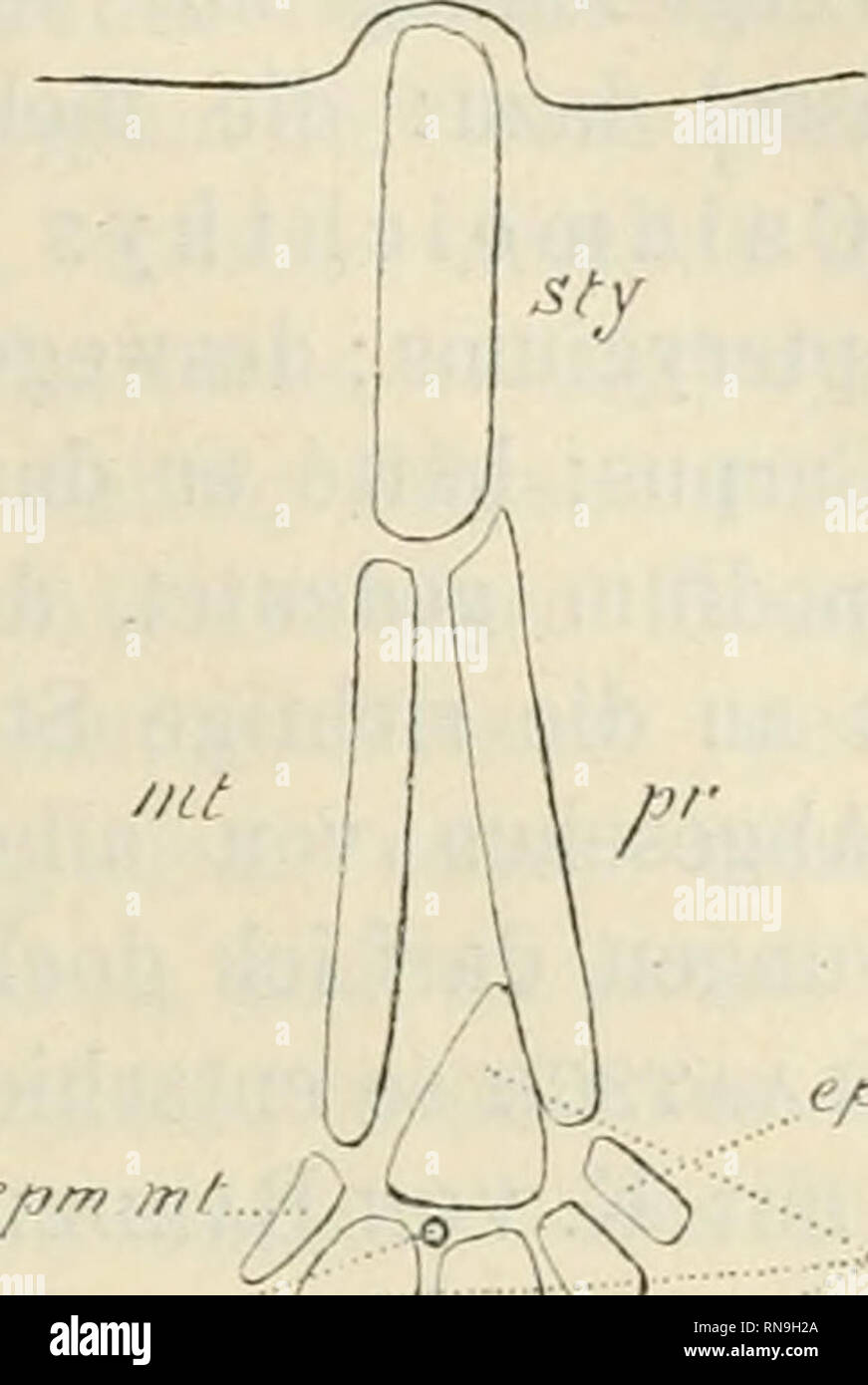 . Anatomischer Anzeiger. Anatomy, Comparative; Anatomy, Comparative