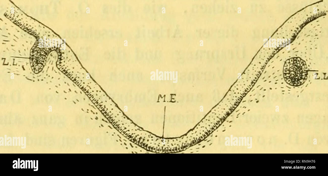 . Anatomischer Anzeiger. Anatomy, Comparative; Anatomy, Comparative. 498 und E. Selenka in Erlangen folgende Unterkiefer von Edentaten zur Verfügung: 1) Dasypus novemcinctus L. (Tatusia peba). Die Rumpf- länge des Embryo inkl. Schwanz beträgt 7 cm, Kopflänge 2,5 cm. 2) Dasypus hybridus Desm. (Tatusia hybrida). Rumpflänge ohne Schwanz 6 cm, Kopflänge 2,8 cm. 3) Manis javanica. Rumpflänge 27 cm. 4) Myrmecophaga. Rumpflänge 20 cm. Sämtliche Unterkiefer wurden in Schnittserien von 20 (x Dicke zerlegt. Vom Modellieren konnte um so mehr abgesehen werden, da die Modelle teilweise große Ähnlichkeit mi Stock Photo