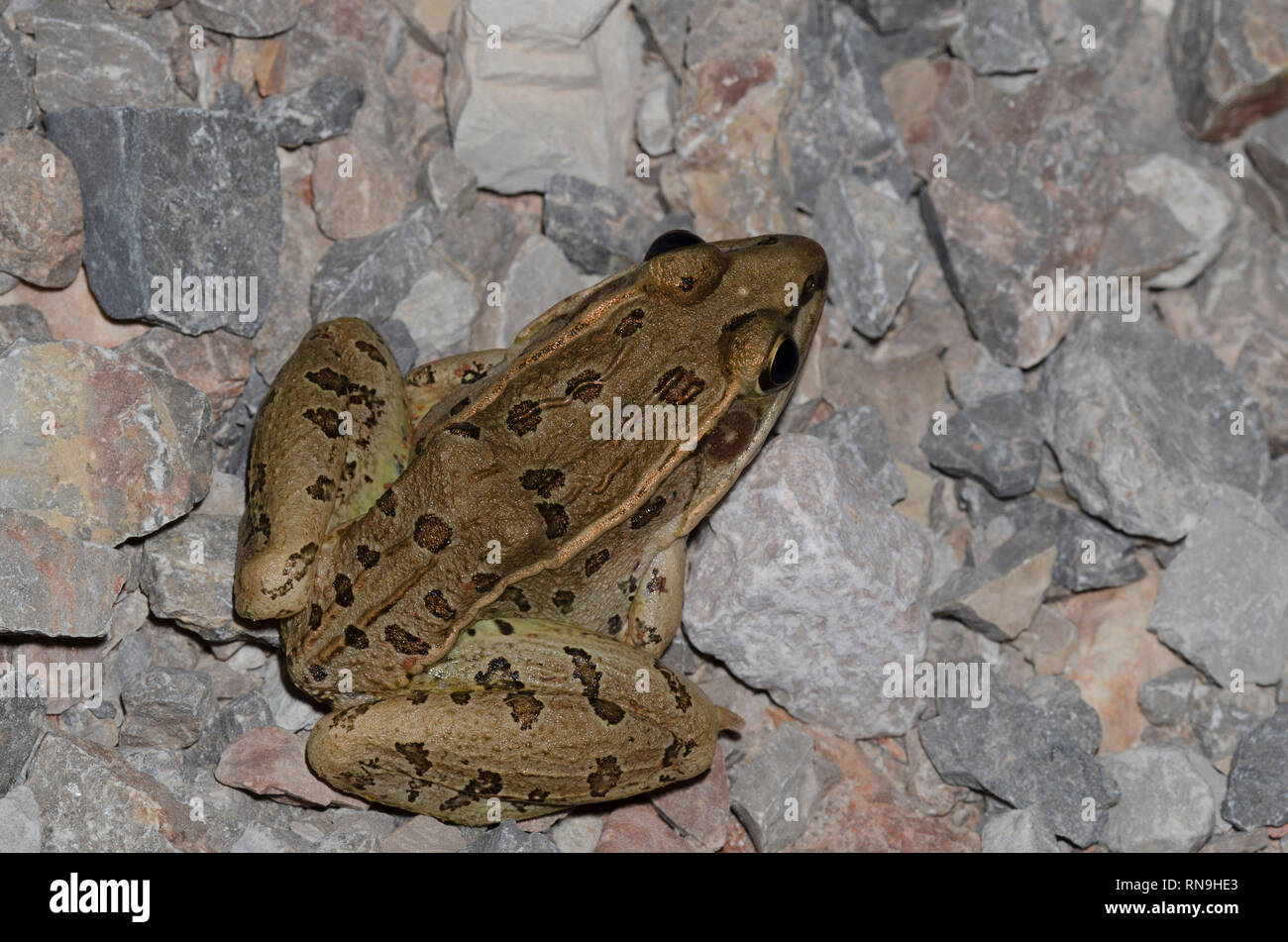 Southern Leopard Frog, Lithobates sphenocephalus Stock Photo