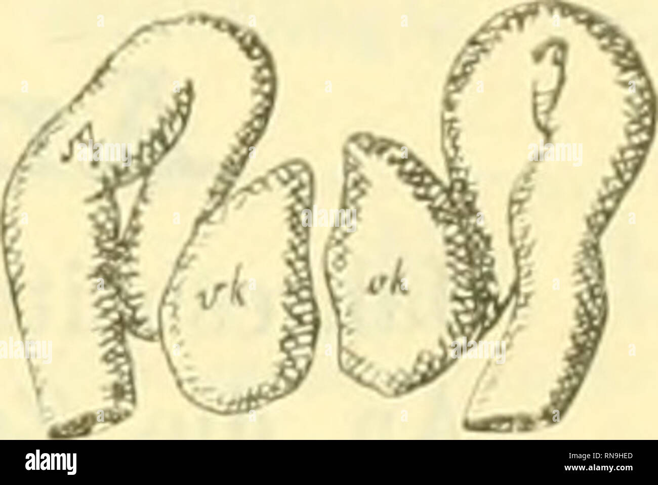. Anatomischer Anzeiger. Anatomy, Comparative; Anatomy, Comparative. Diese Verhältnisse illustrirt Fig. 1, welche einen Teil eines Quer- schnitts einer von Herrn Ziegenhagen injicirten Forelle von ca. 6 Wochen darstellt. Man sieht von der Aorta (ao) ein Gefäß aus- gehen, welches das Vas afferens des Glomerulus darstellt. Der letztere (gl) liegt dorsal vom Darm (D), ragt weit in das Innere der Vornierenkammer (vk) vor und wird von deren plattzelligem Epithel überzogen. Auf der rechten Seite der Zeichnung ist gerade die trichter- förmige Mündungsstelle der Vornierengangsschleife getroffen. Die l Stock Photo