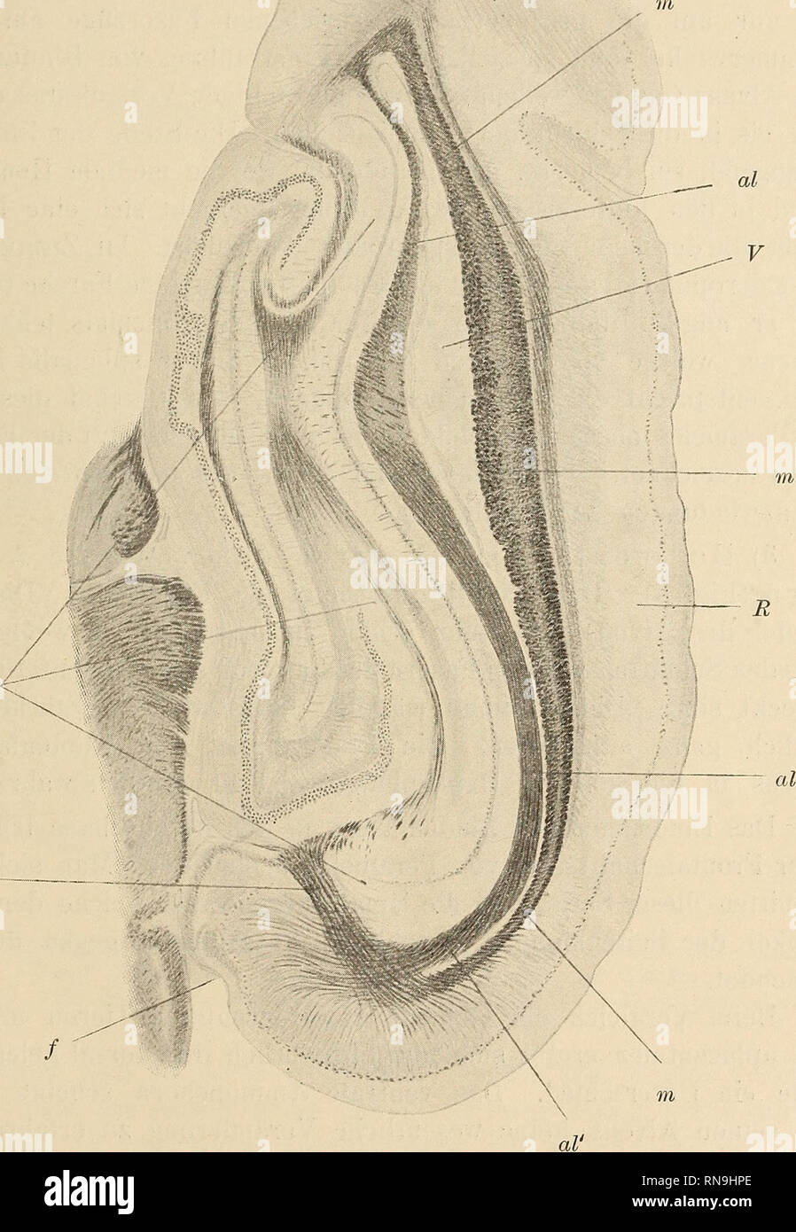 . Anatomischer Anzeiger. Anatomy, Comparative. 55 aus dem Stratum lacunosum des Ammonshorns, sowie aus dem Stratum zonale der Fascia dentata hervorgeht, die Fissura hippocampi, gegen die hin die Bündel des Stratum konvergieren, durchsetzt und in das Hemisphärenmark einstrahlt. 2) Horizontalschnitt durch das dorsale Ammojis- horn (Fig. 2). Das dorsale Ammonshorn (Am) ist seiner ganzen Am F.c.. Fig. 2. Perameles. Rechte Hemisphäre. Horizontal schnitt durch das dorsale Ammonshorn. Vergr. 10/1. Am. Ammonshorn. al. Alveus. al' Rindenbündel des Alveus. f. Sulcus splenialis. F. c. d. Fasciculus corti Stock Photo
