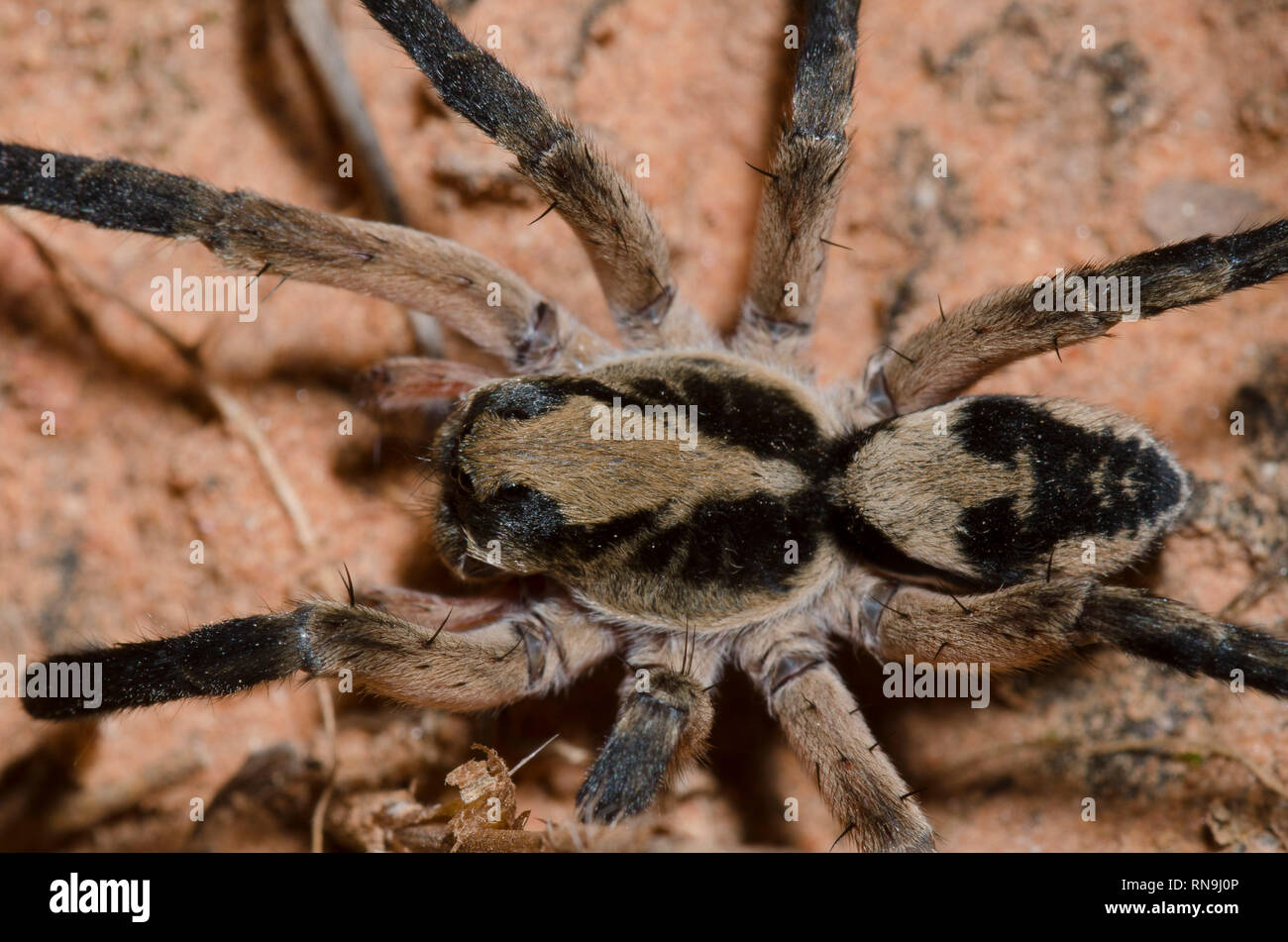 Burrowing Wolf Spider, Geolycosa sp. Stock Photo