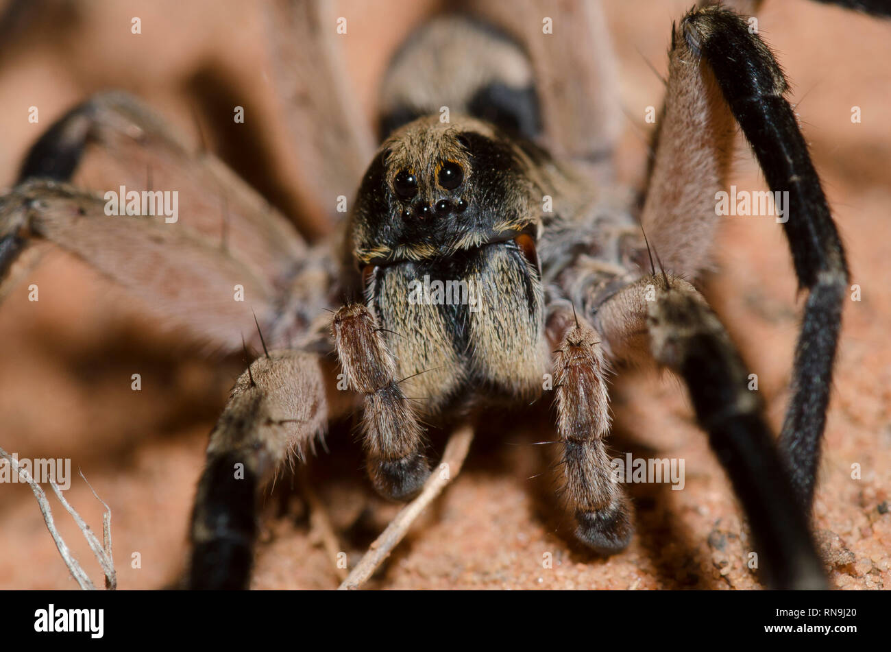 Burrowing Wolf Spider, Geolycosa sp. Stock Photo