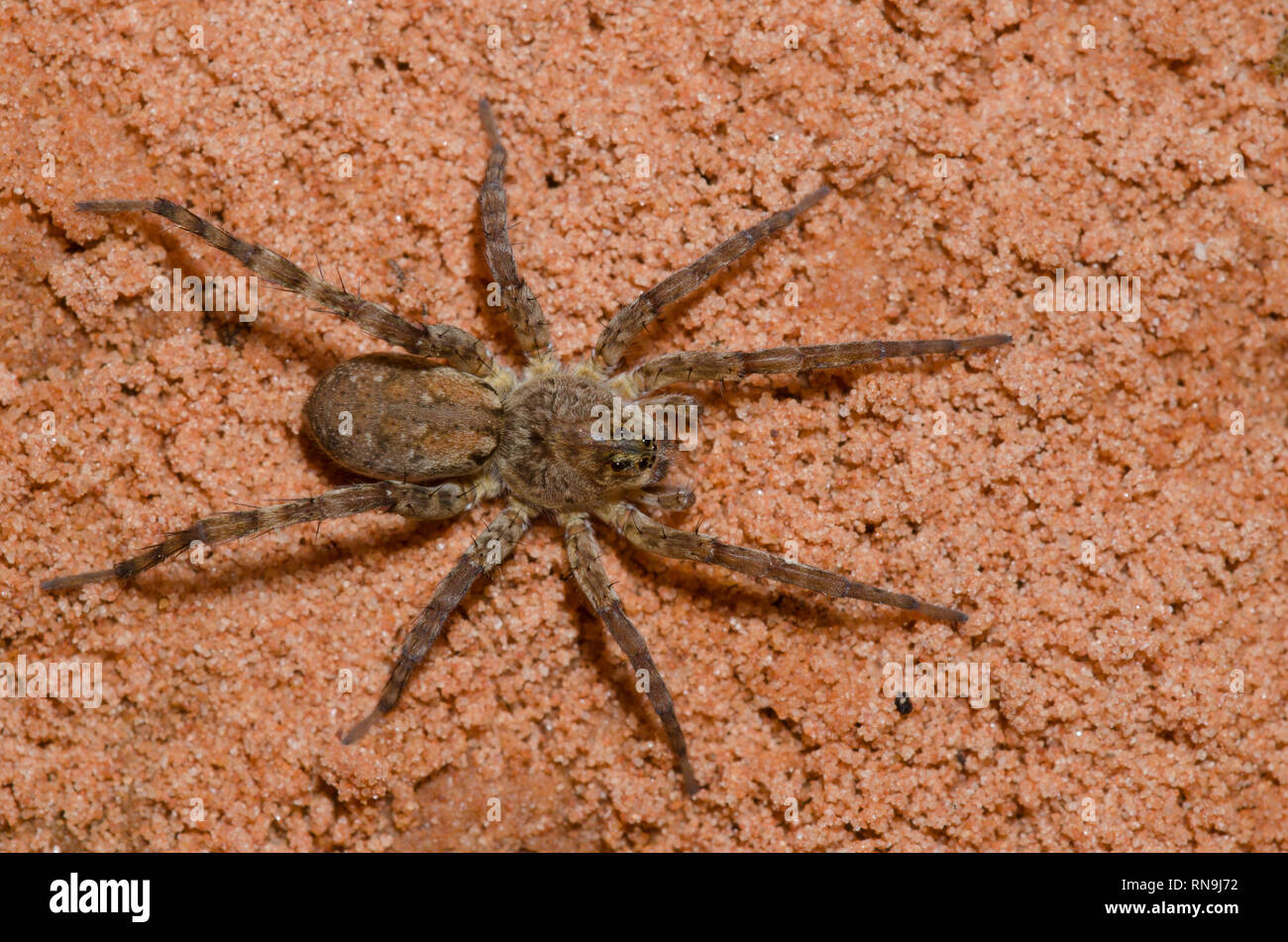 Wolf Spider, Arctosa littoralis Stock Photo