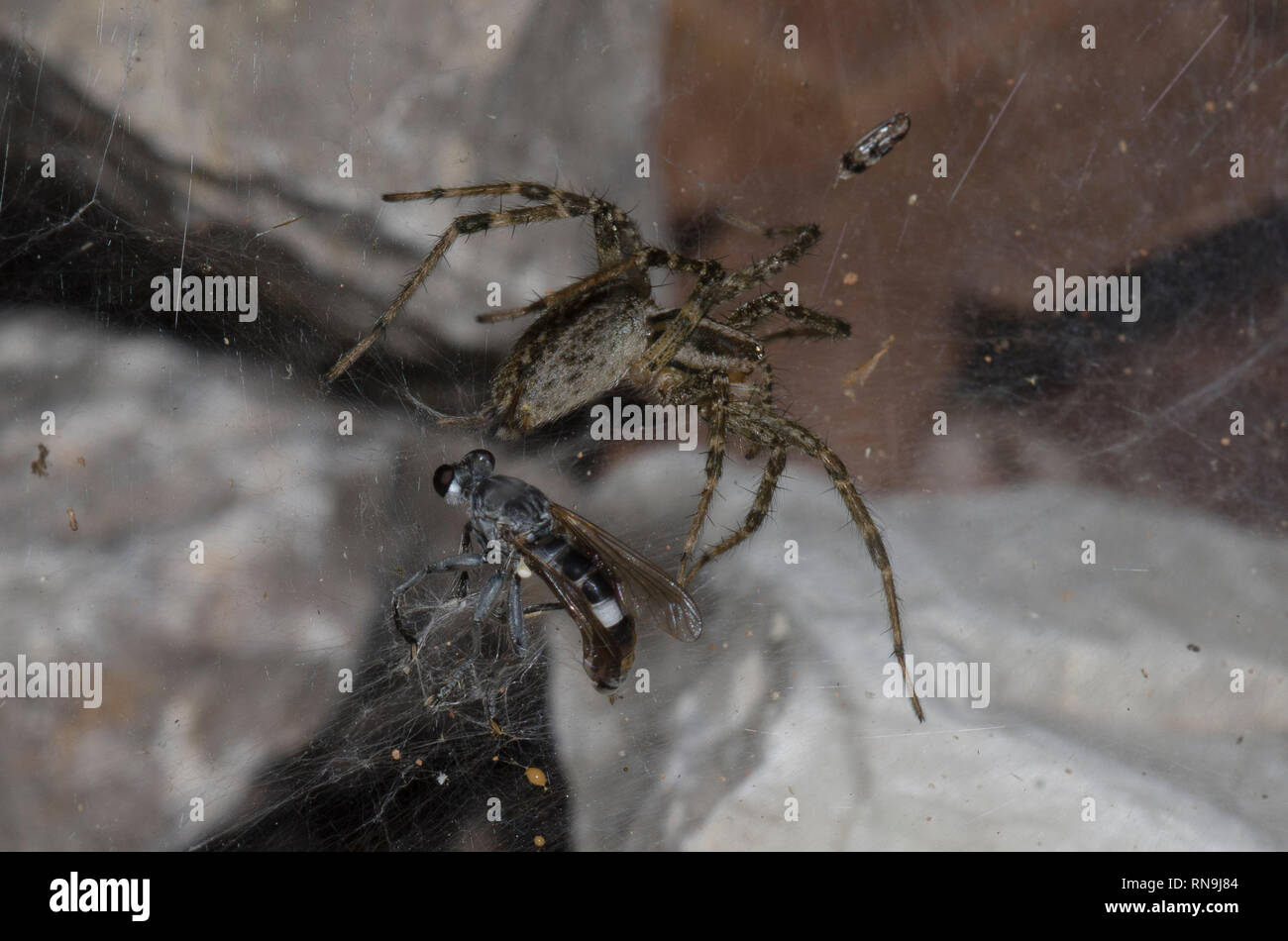 Funnelweb Spider, Family Agelenidae, capturing robber fly, Family Asilidae Stock Photo