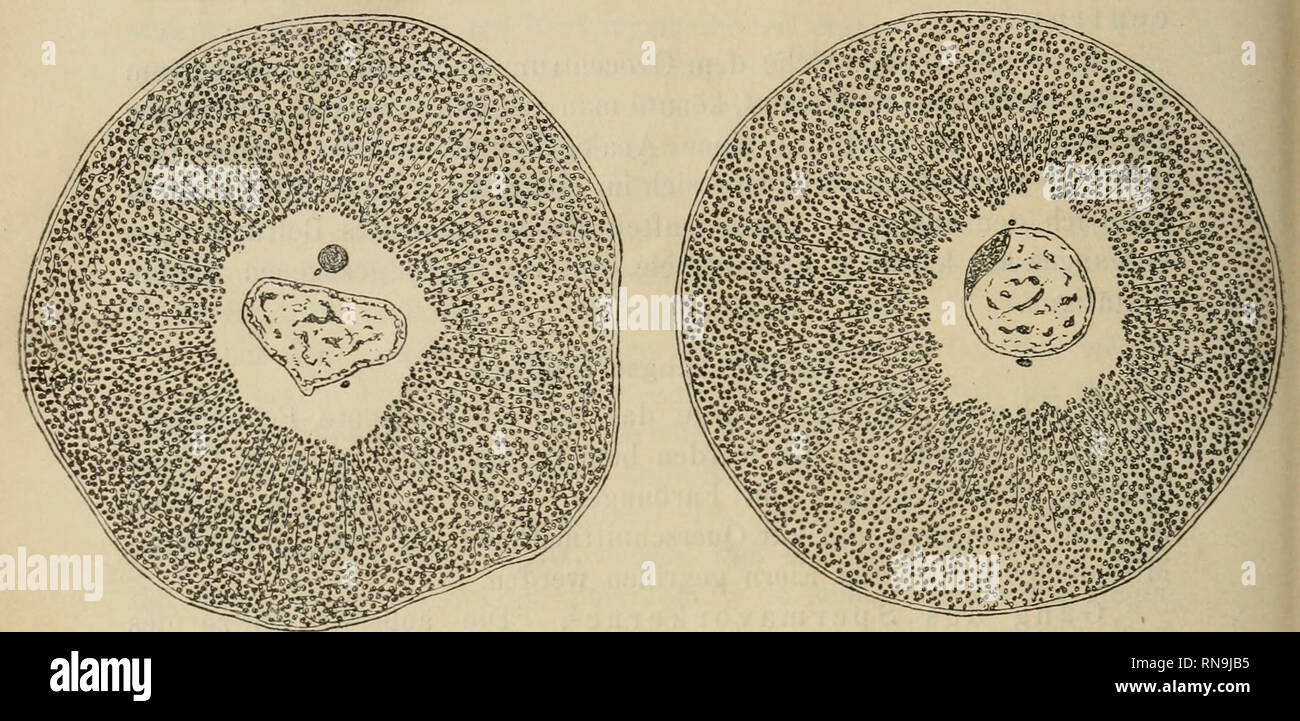 Anatomischer Anzeiger Anatomy Comparative Anatomy Comparative