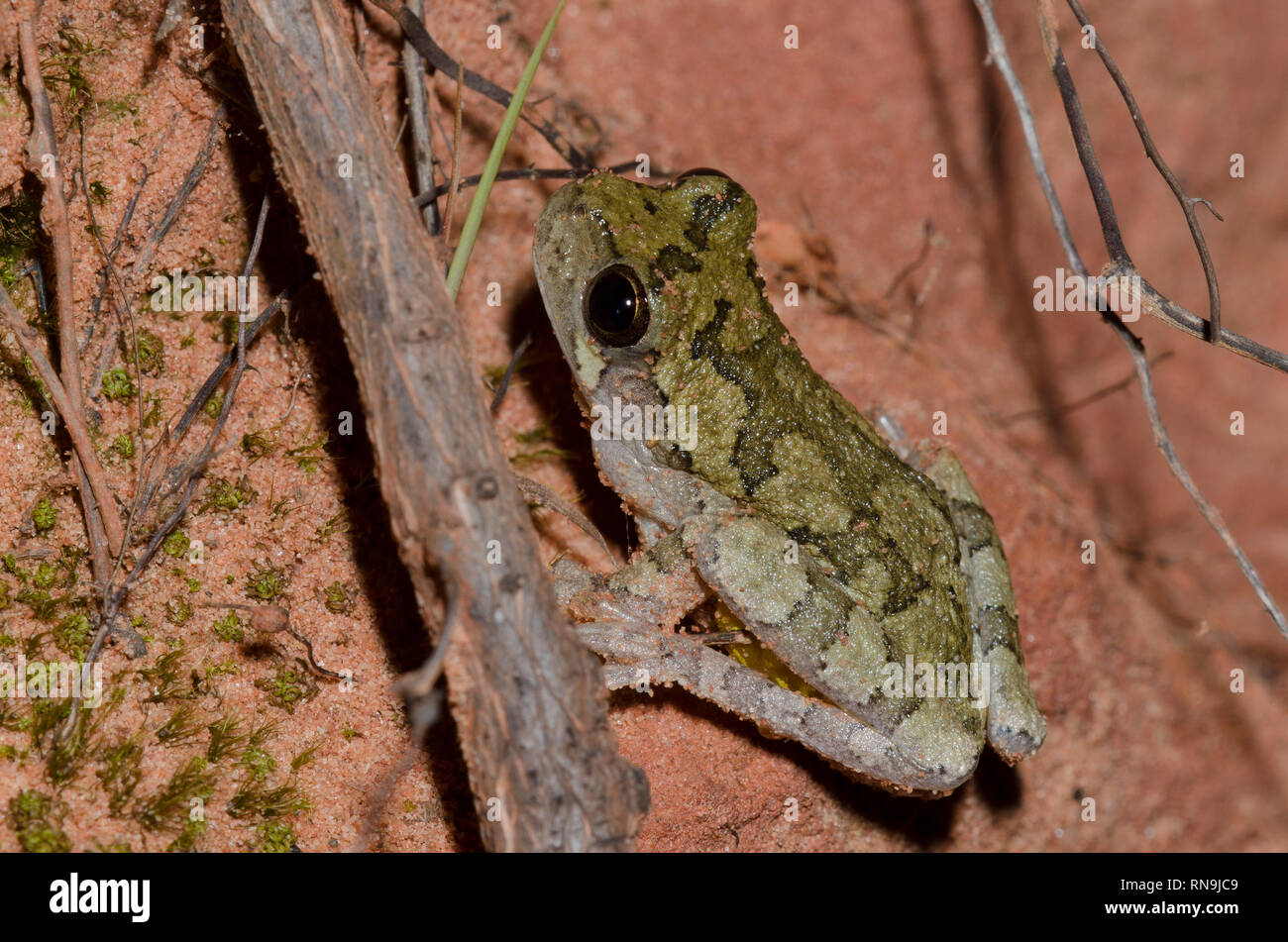 Gray Tree Frog, Hyla versicolor Stock Photo