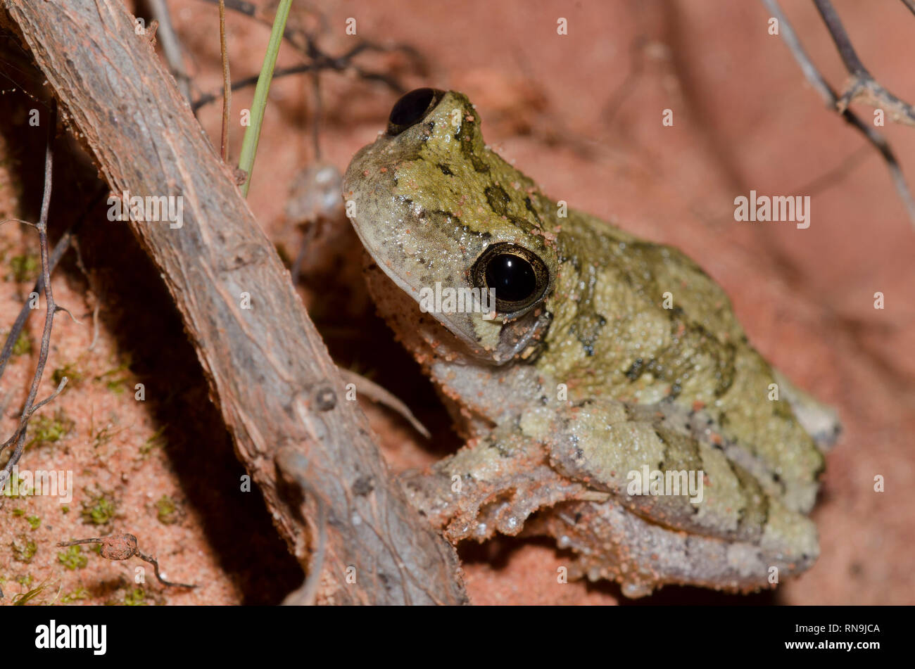 Gray Tree Frog, Hyla versicolor Stock Photo